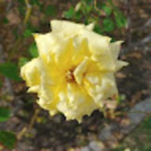 Meet your Posher, Reyna